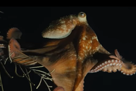 Octopus!